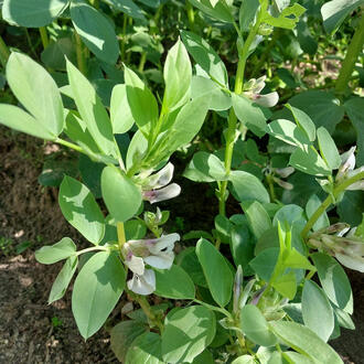 Favas Vicia faba