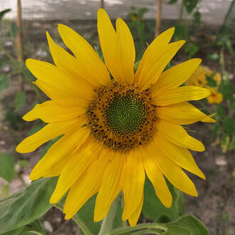 Helianthus annuus