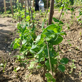 Ervilhas Pisum sativum